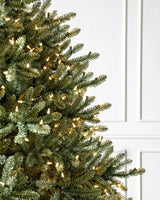Detalhe da folhagem azul-esverdeada da árvore de Natal