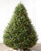 Árvore de Natal Abeto Balsâmico Imperial — Visão completa