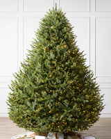 Árvore de Natal Abeto Balsâmico Imperial — Detalhe da folhagem