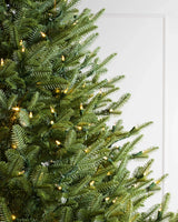 Árvore de Natal Abeto Balsâmico Imperial — Estrutura