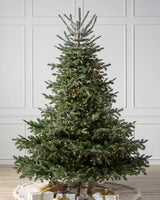 Árvore de Natal Abeto Europeu — Detalhe da folhagem
