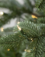 Árvore de Natal Abeto Europeu — Estrutura