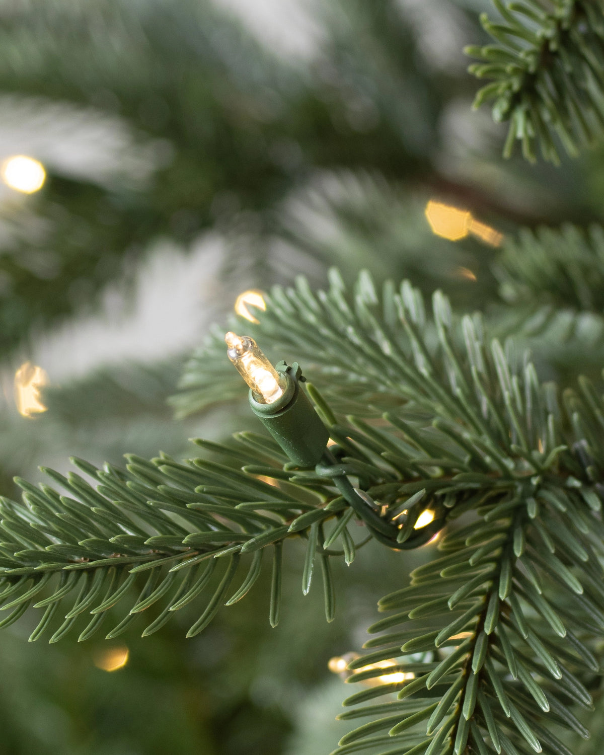 Árvore de Natal Abeto Europeu — Estrutura