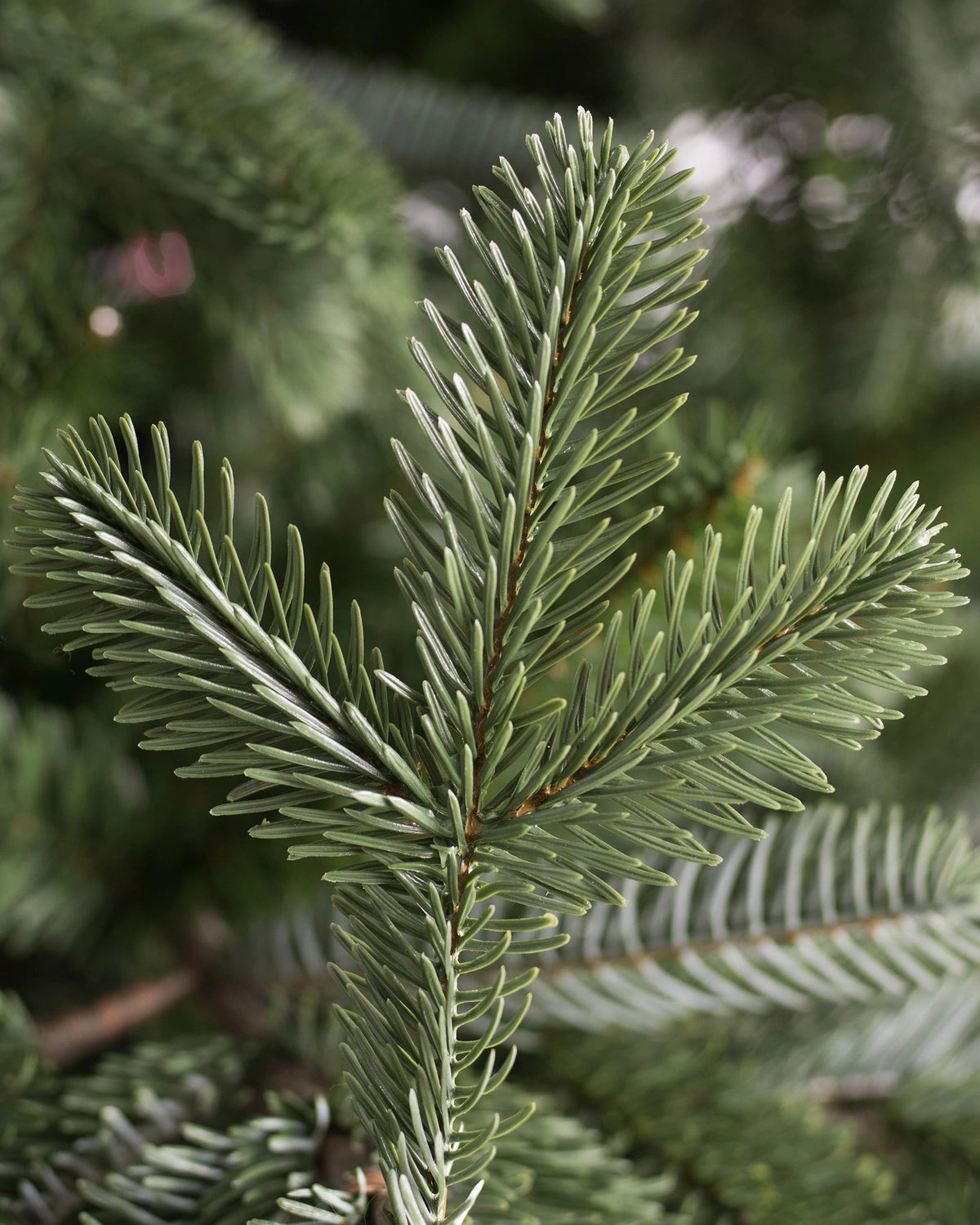 Árvore de Natal Abeto Europeu — Base e acabamento