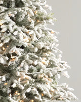 Árvore de Natal Abeto Fraser Nevado — Iluminação