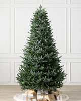 Árvore de Natal Abeto Prateado Europeu — Detalhe da folhagem