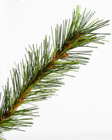 Árvore de Natal Grande Abeto Norueguês — Composição natalina