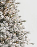 Árvore de Natal Pinheiro Açucarado Nevado — Estrutura