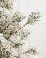 Árvore de Natal Pinheiro Açucarado Nevado — Ambiente decorado