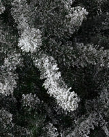 Árvore de Natal Pinheiro Azul Clássico Nevado — Estrutura